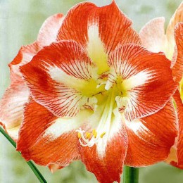 Амариллис Минерва