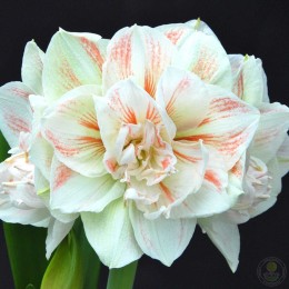 Амариллис Нимф