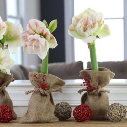 Амариллис Нимф