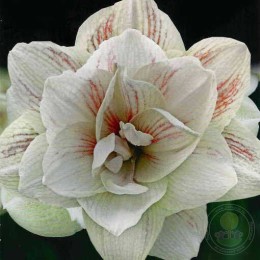 Амариллис Нимф