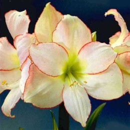 Амариллис Пикоти