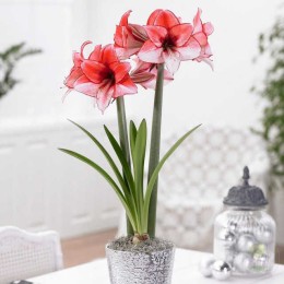 Амариллис Харизма