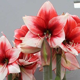 Амариллис Харизма