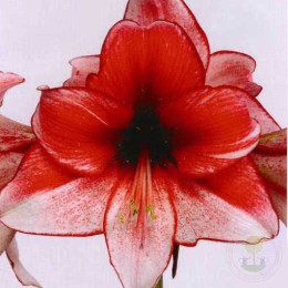 Амариллис Харизма