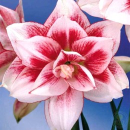 Амариллис Элвас