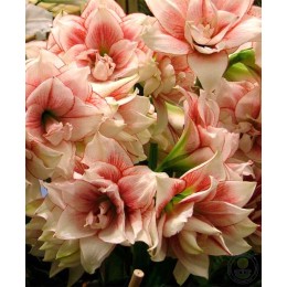 Амариллис Элвас