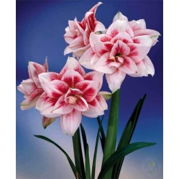 Амариллис Элвас