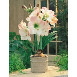 Амариллис Эппл Блоссом