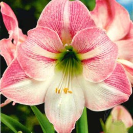 Амариллис Эппл Блоссом