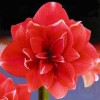 Амариллис Дабл Дрим