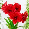 Амариллис Амарантия