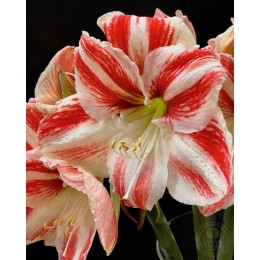 Амариллис Амбиенс