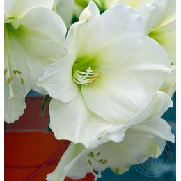 Амариллис Кристмас Гифт