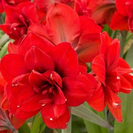 Амариллис Дабл Кинг