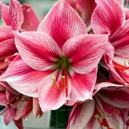 Амариллис Фламенко Квин