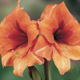 Амариллис Голд Медал