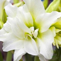 Амариллис Айс Квин