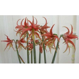 Амариллис Ла-Пас