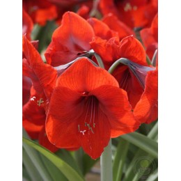 Амариллис Лайон Кинг