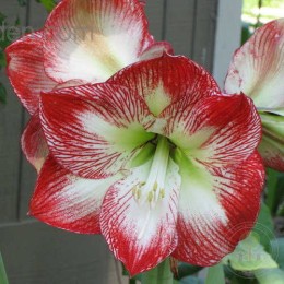 Амариллис Мега Стар