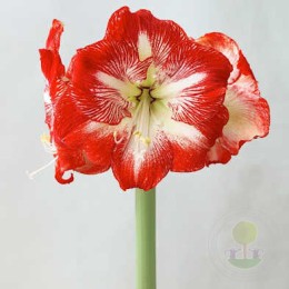 Амариллис Мега Стар