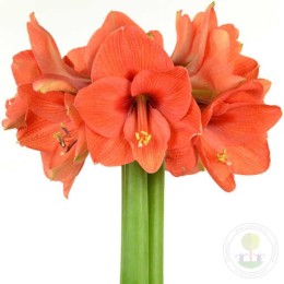 Амариллис Наранья