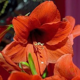 Амариллис Наранья