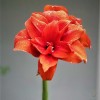 Амариллис Ред Нимф