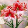 Амариллис Шоумастер