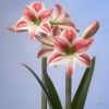 Амариллис Твинкл Стар
