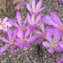 Безвременник киликийский Пурпуреум