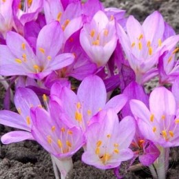 Безвременник киликийский Пурпуреум