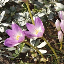 Безвременник гигантский / великолепный