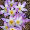 Безвременник гигантский / великолепный
