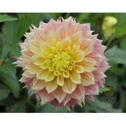 Георгина Коган Фубуки