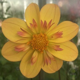 Георгина Келси Анна Джой