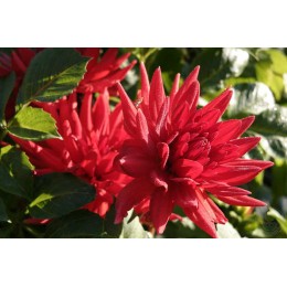 Георгина Форрестал