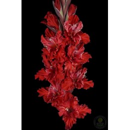 Гладиолус В-16-323