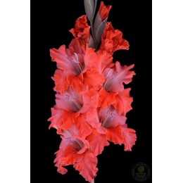 Гладиолус В-16-765