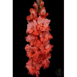 Гладиолус В-16-800-1