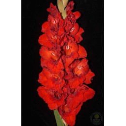 Гладиолус В-16-87