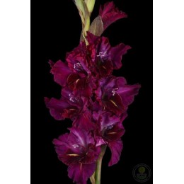 Гладиолус В-16-914