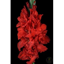 Гладиолус В-17-77