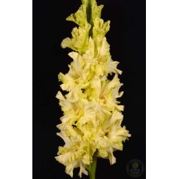 Гладиолус Диадема