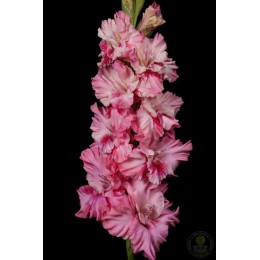 Гладиолус Мерцающие Бабочки