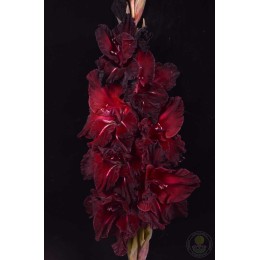 Гладиолус Северус Снейп