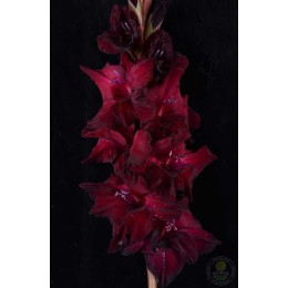 Гладиолус Чёрный Ворон