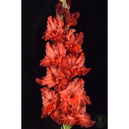 Гладиолус В-14-266