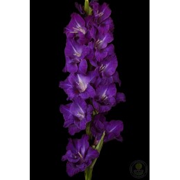 Гладиолус В-14-88