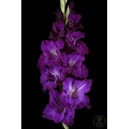 Гладиолус В-14-88